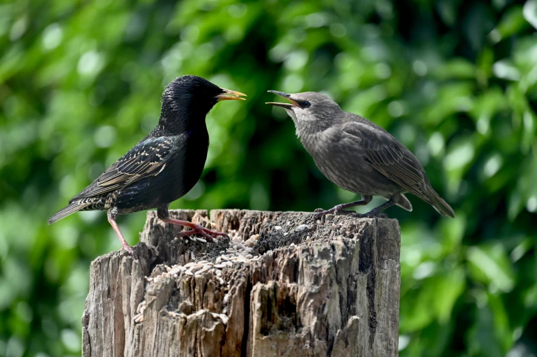 two birds on top of a tree stump near trees