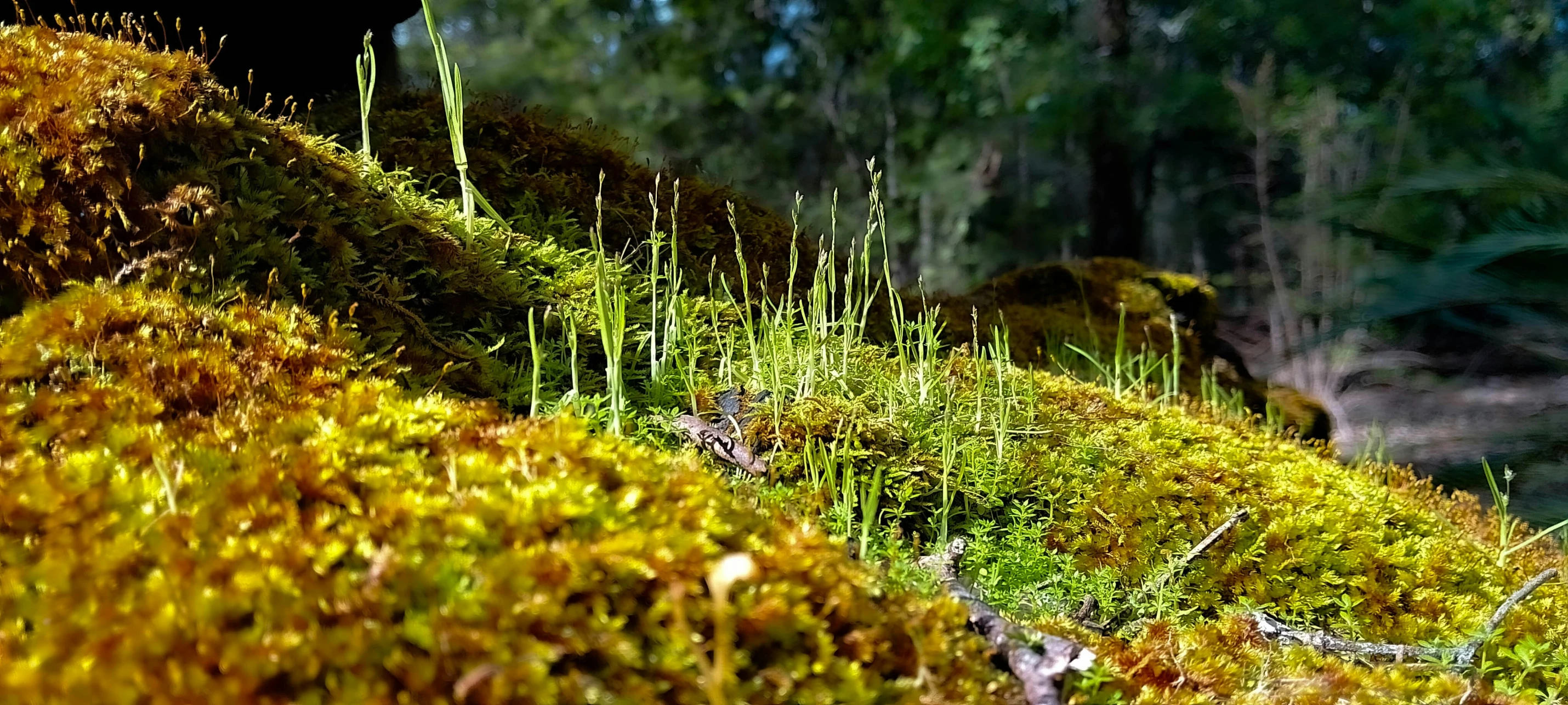 an area with green mossy walls and trees