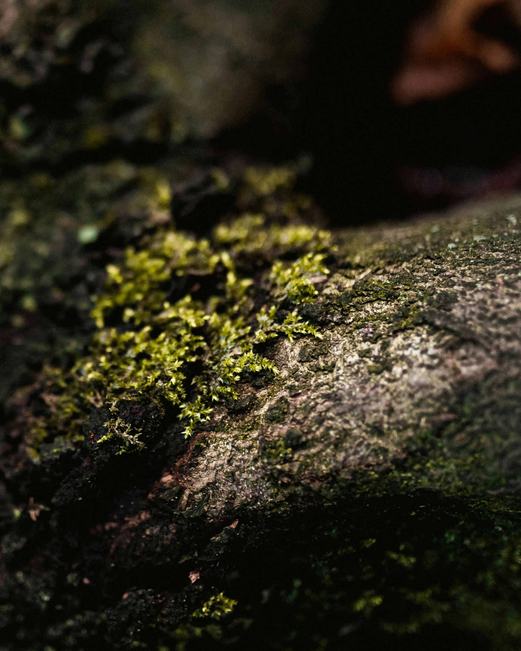 a green moss grows on the rock