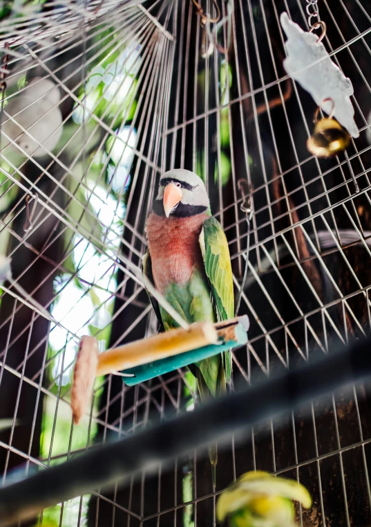 a parrot sitting in its cage on a perch