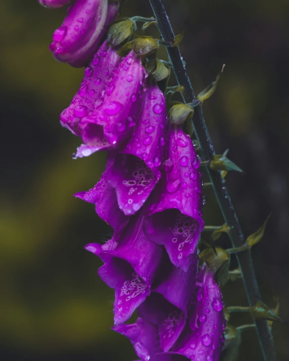 purple flowers with water drops sitting on them