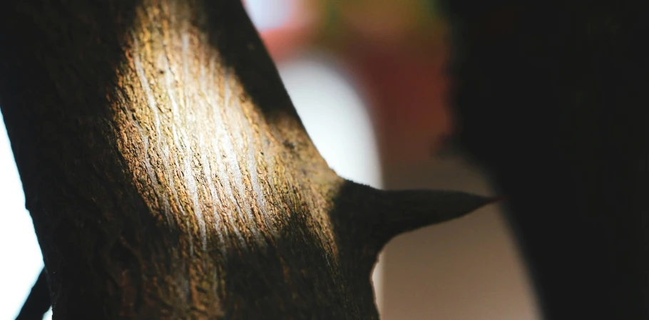 the trunk of an old tree is shown with wood grain