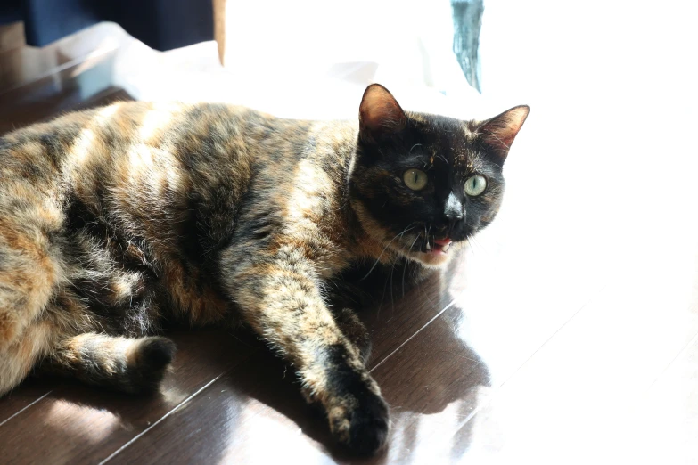 a tabby cat lying on the floor looking at soing