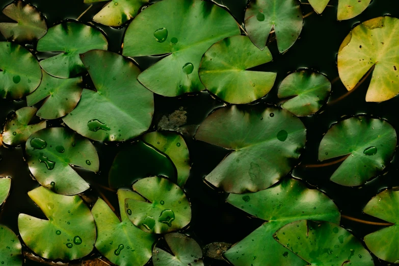 leaves and water droplets on them are scattered throughout the po