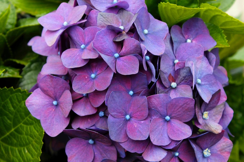 close up po of a purple flower with green leaves