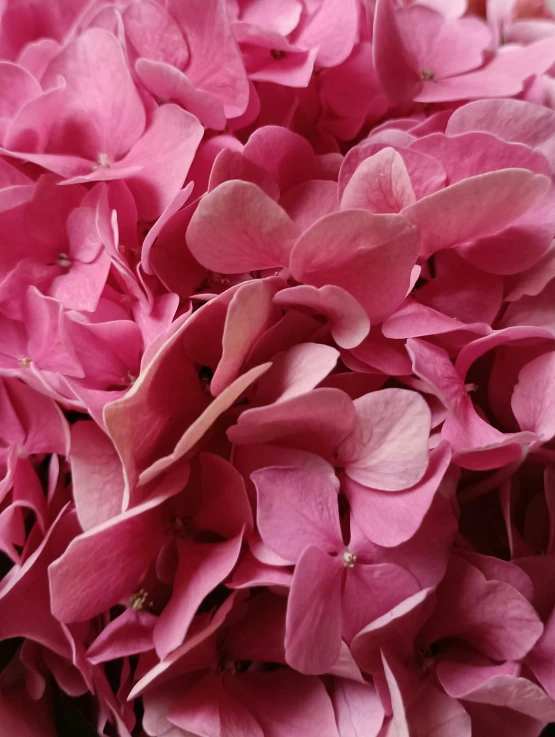 there is a large pile of flowers that are pink