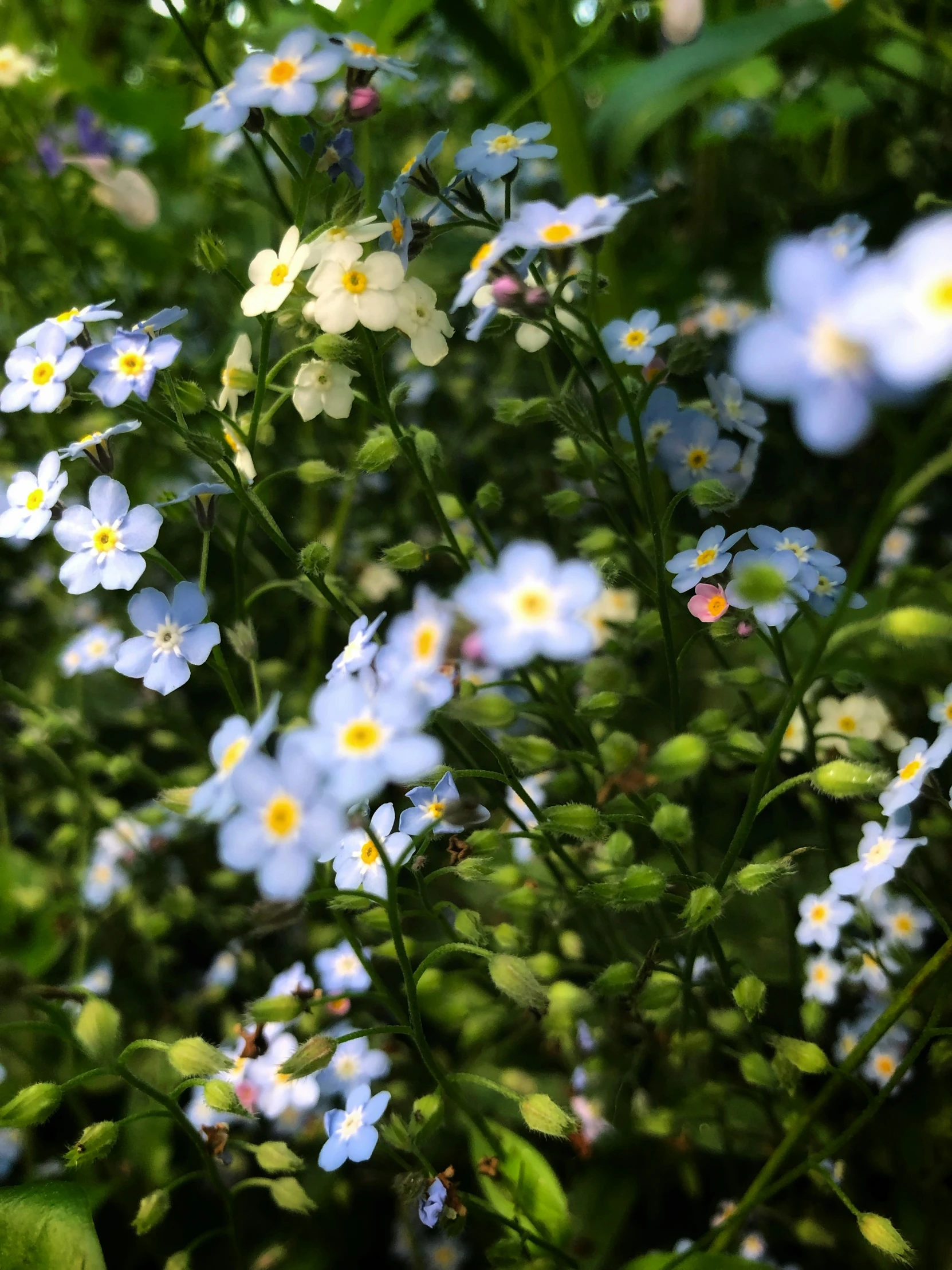 a small bouquet of flowers in the midst of green