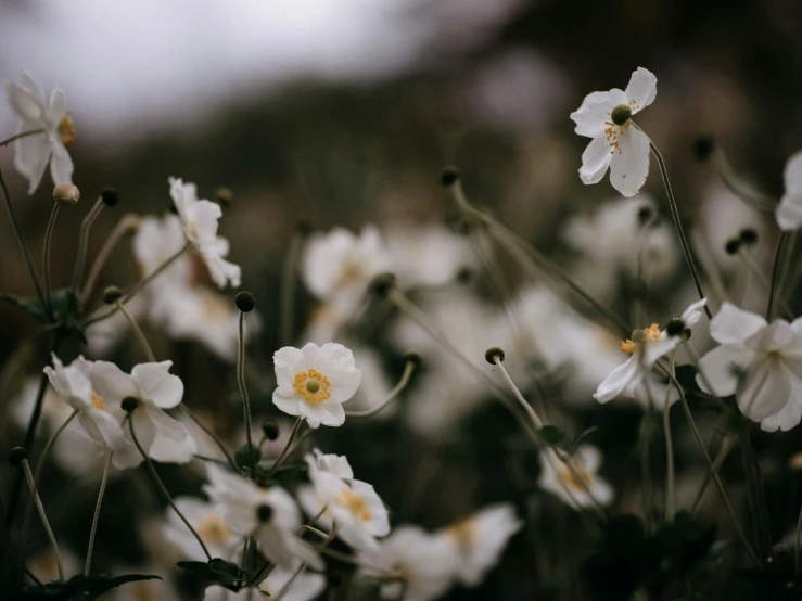 a field with white flowers and green stems