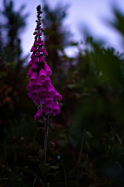 the pink flower has been blooming very quickly