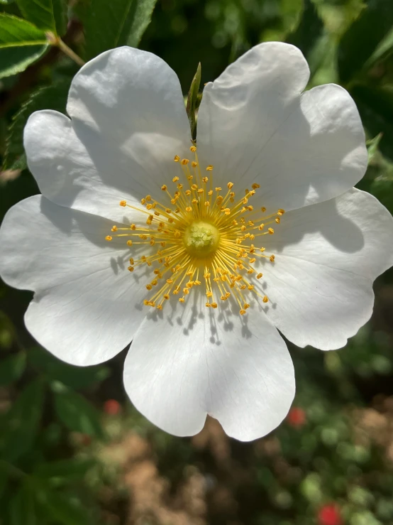 close up of a white flower on a tree