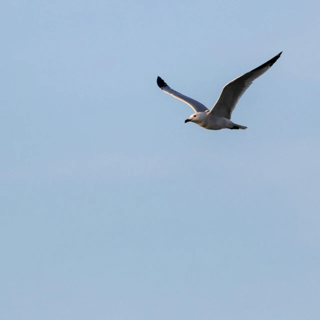 a bird flying in the air on a clear day