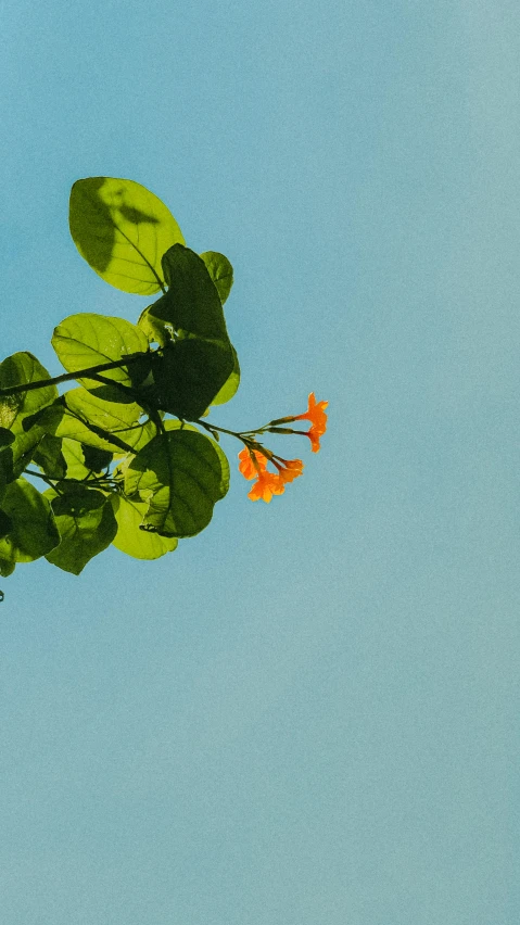 a flower and green leaves against a blue sky
