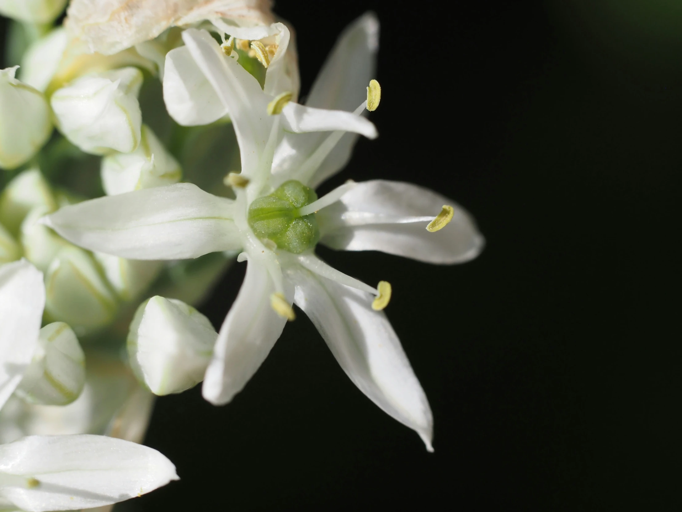 a bunch of white flowers with one of them on the end of it