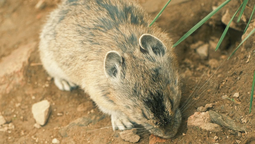 a small rodent is eating soing on the ground