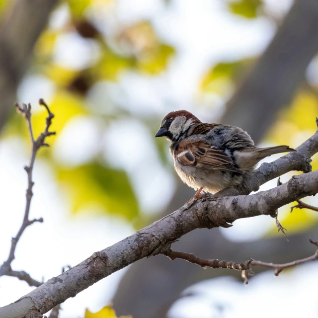 a bird perched on the side of a tree nch