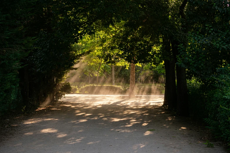 sun streams into the ground of a path near trees