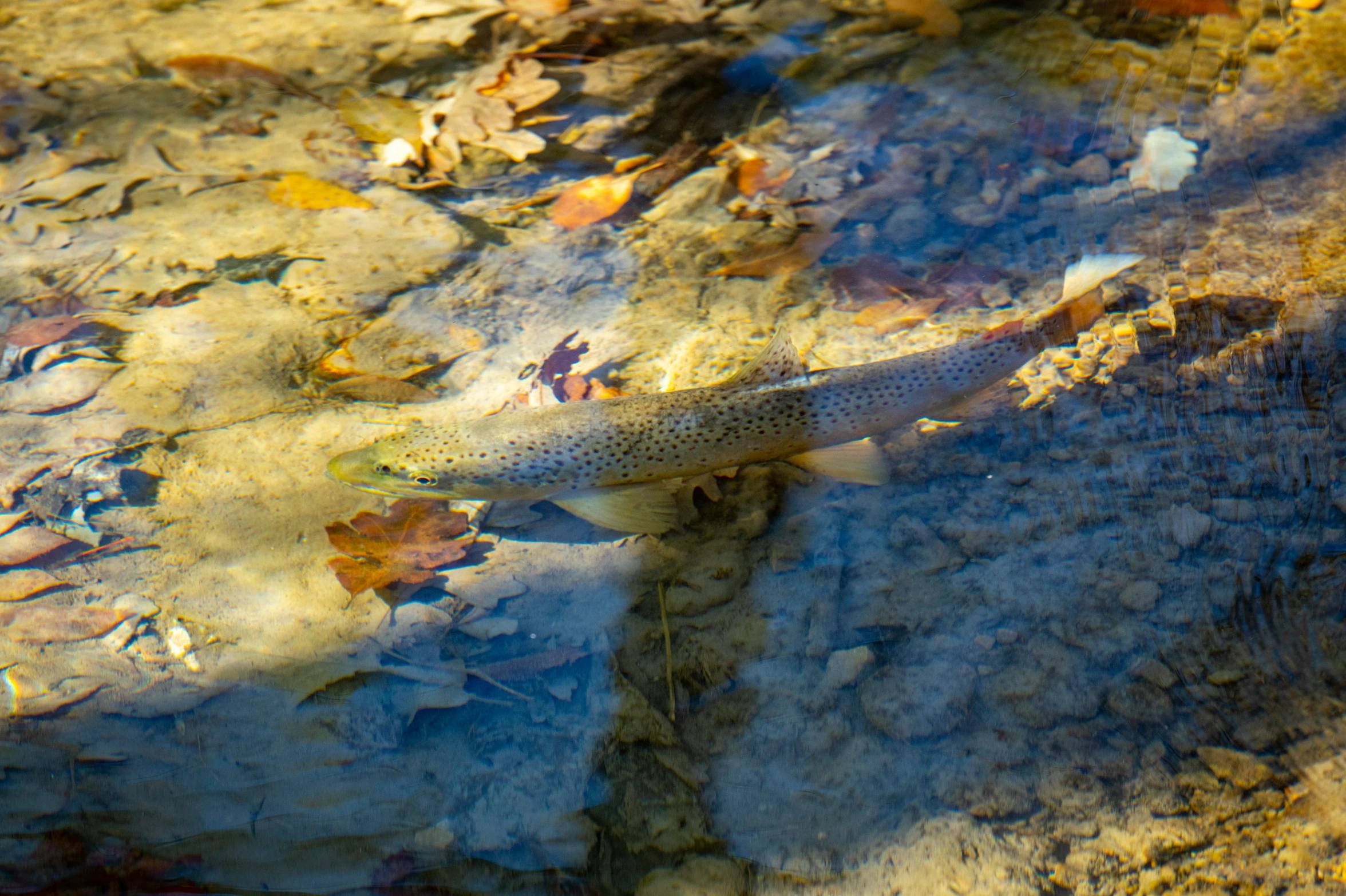 fish in shallow water with leaves under it