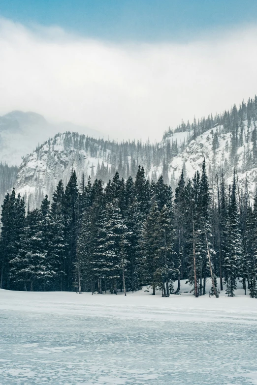 the snow has cleared as trees and mountain are covered in snow