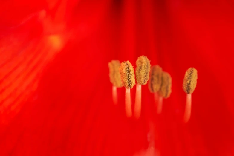 close up of some stems in a bright red flower