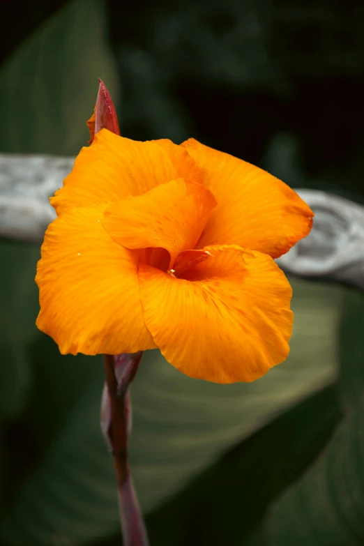 this is a large flower with the petals showing