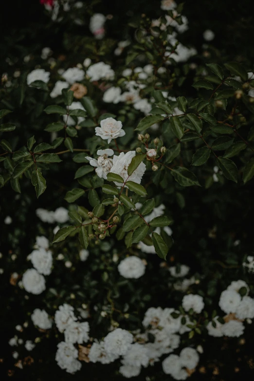 white flowers are in a bed with dark green leaves