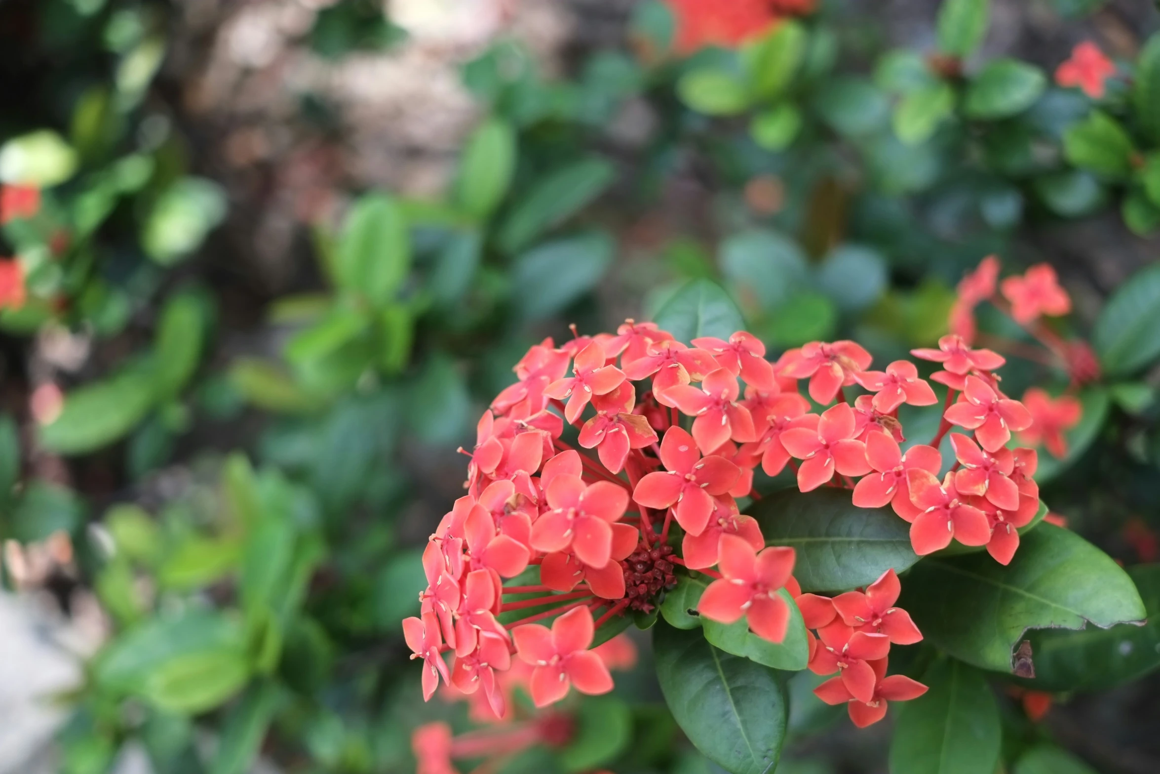 red flowers that are sitting in the grass