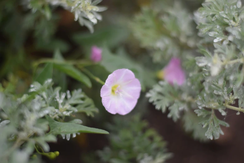 a purple flower in front of green plants