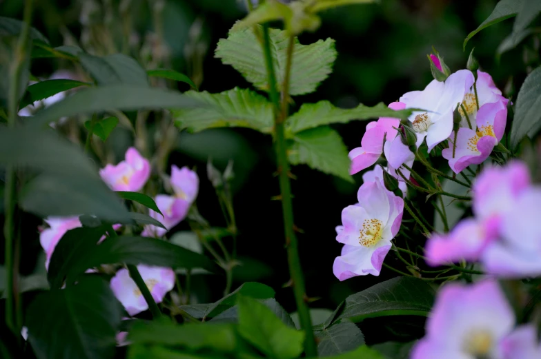 flowers with green leaves around them and dark background