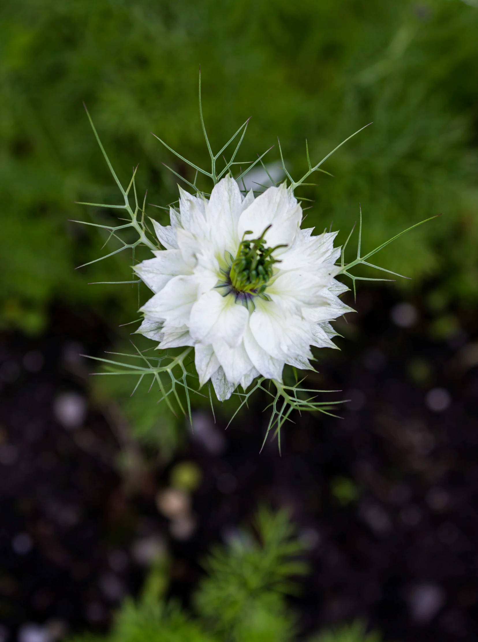 a white flower is seen in this close up picture