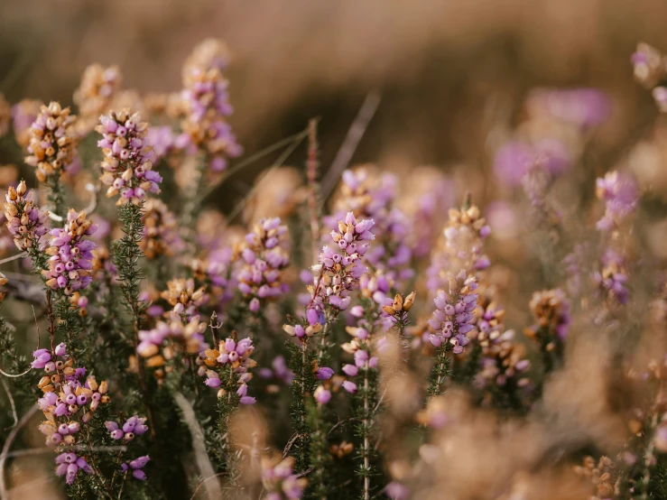 small purple flowers stand in the middle of a desert