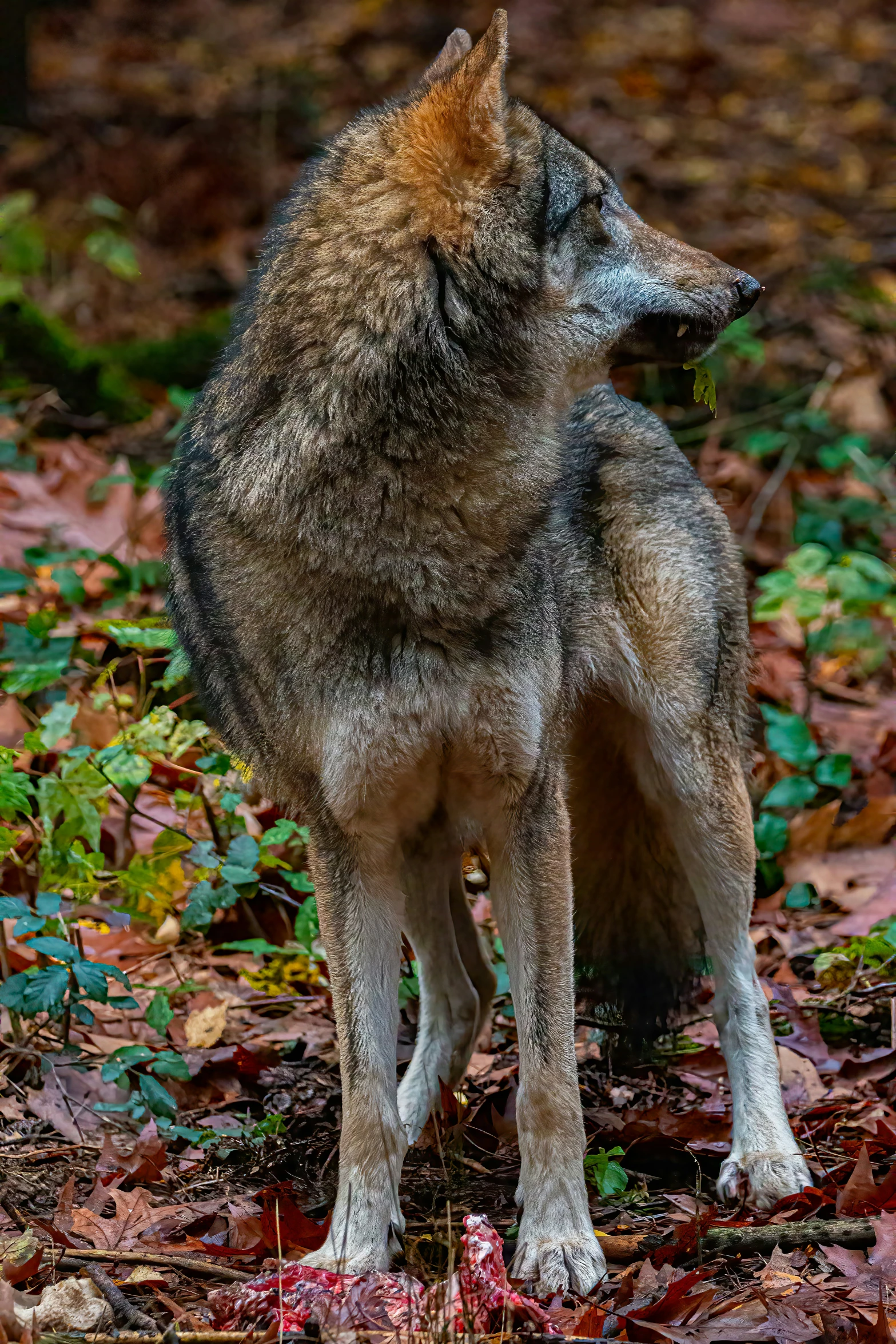 a small gray wolf standing on a forest floor