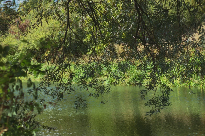 view from the shore of a lake at a park