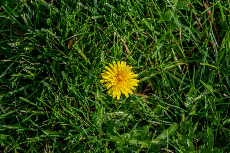 a lone dandelion sits alone in the grass