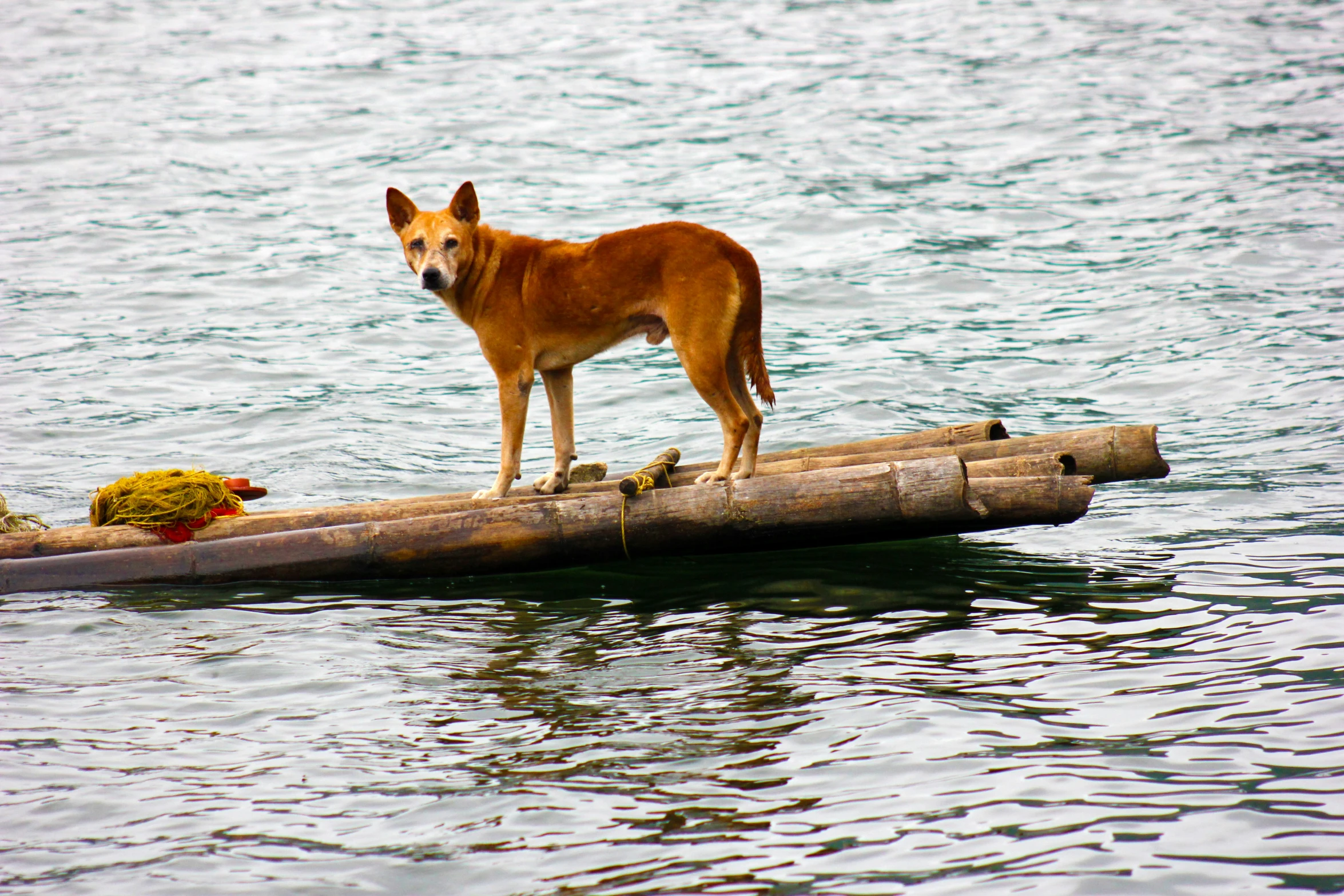 the brown dog is standing on a log in the water