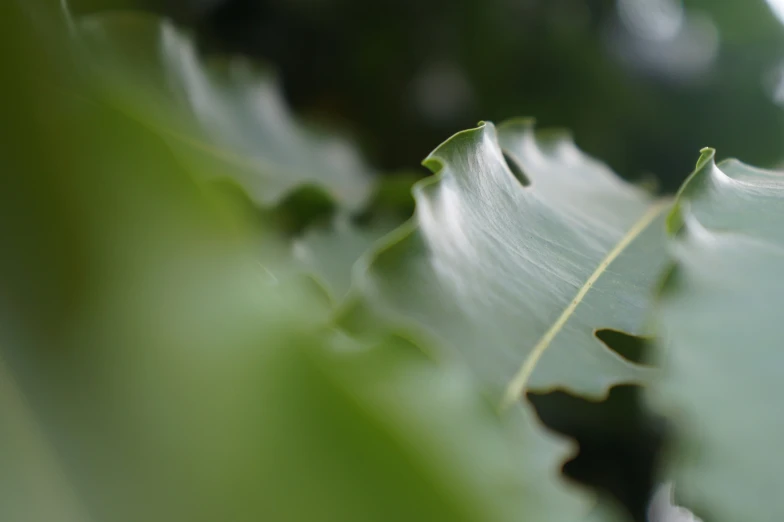 closeup view of large leaf with dark green leaves