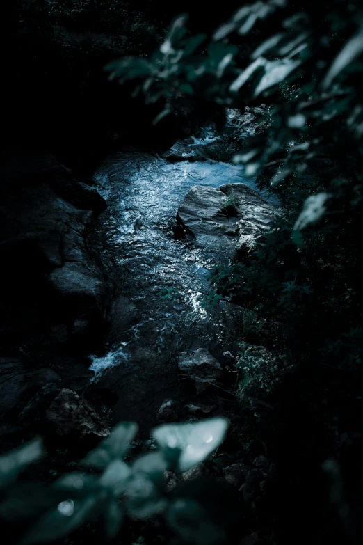 water in a dark stream near a tree with green leaves