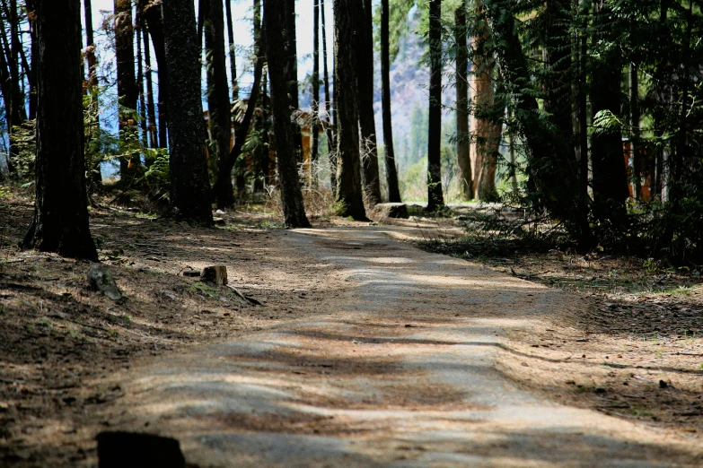 there are many trees that are on the sides of this road