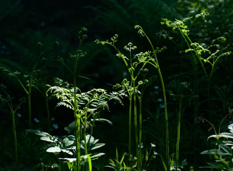 there is lots of plants growing along the grass