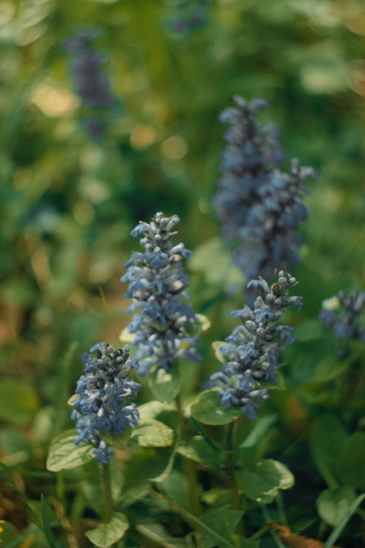 purple flowers growing in the wild in the woods