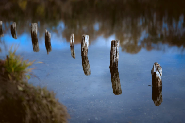 wood logs sticking out of the water in a marsh