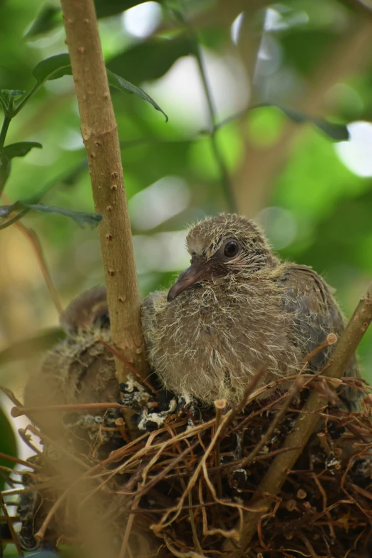 two brown birds in nest on top of a tree