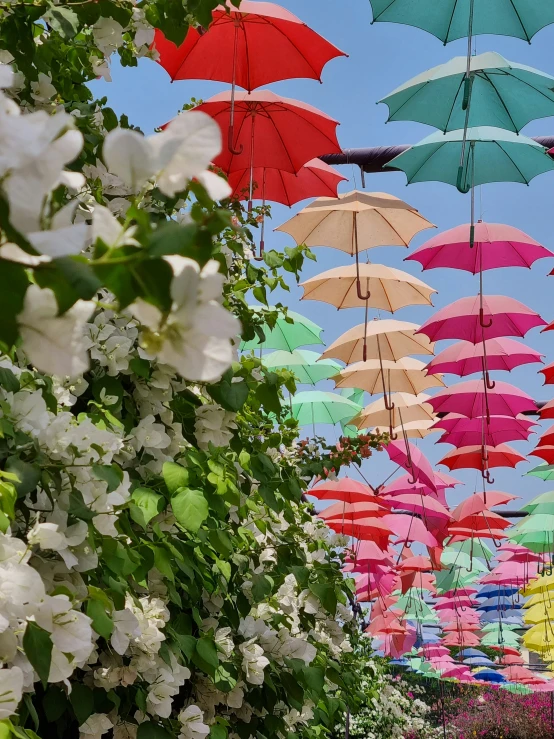 many umbrellas of various colors are suspended above some flowers