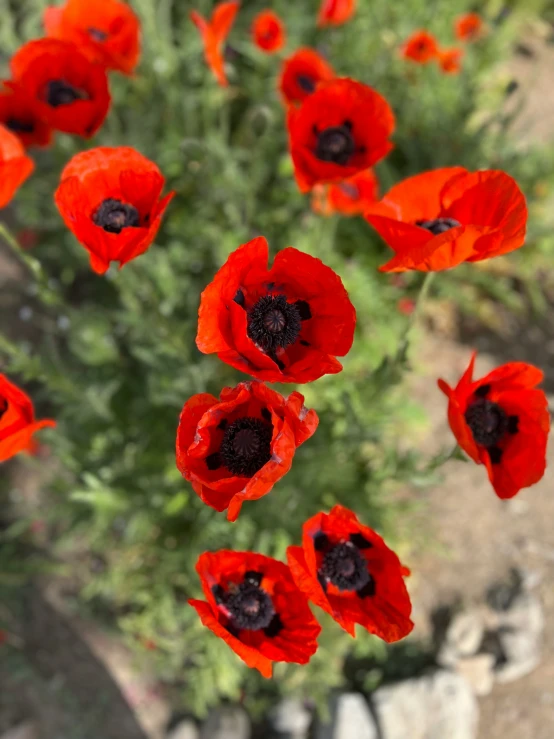 the red flowers are in a group and some are in a garden