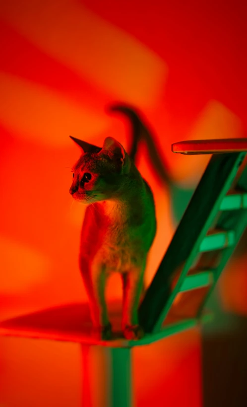 cat figurine made of wood with red light background