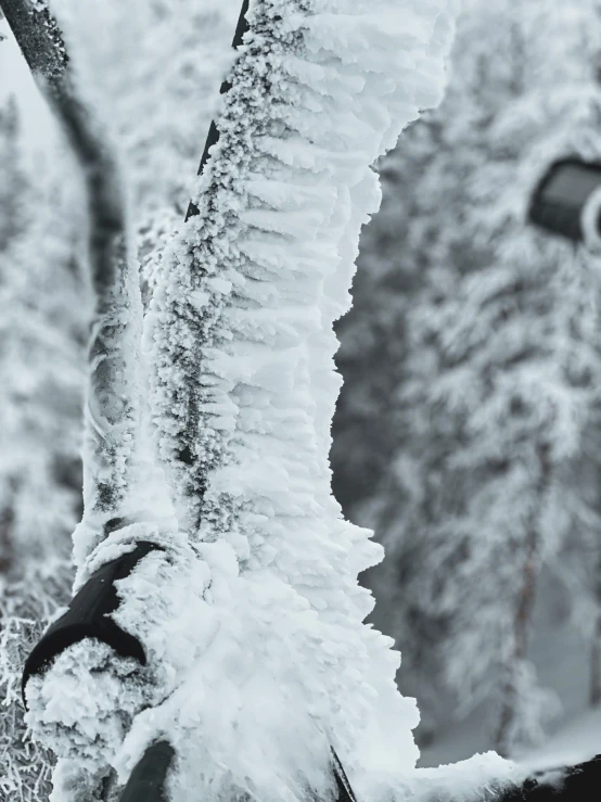 there is soing covered by snow in the woods