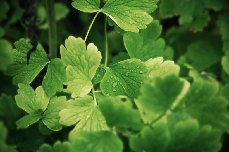 the plant has green leaves with water drops