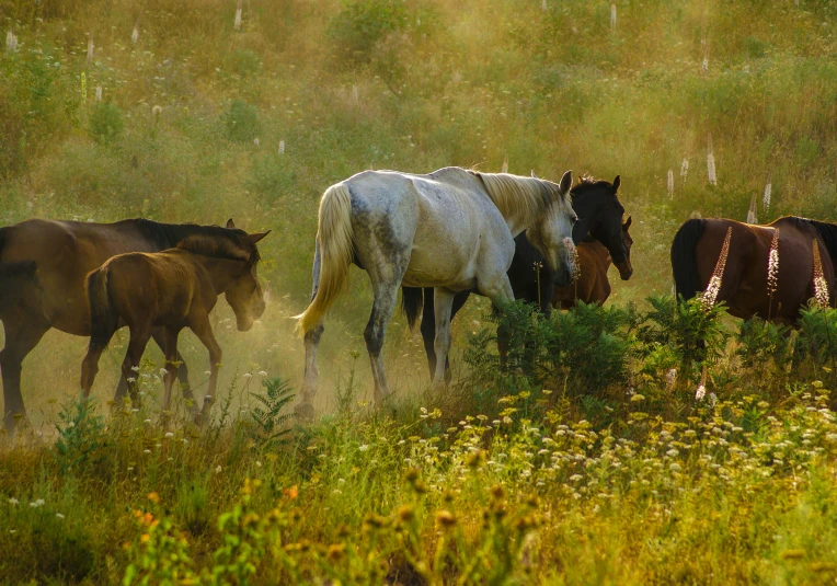 four horses grazing in the grass near bushes