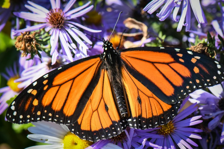 the orange and black erfly is laying on the purple flowers