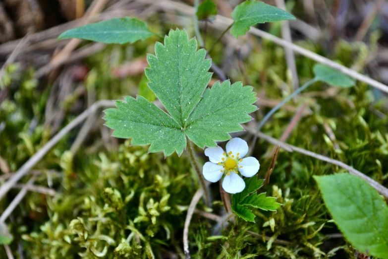 small white flower standing in the middle of grass