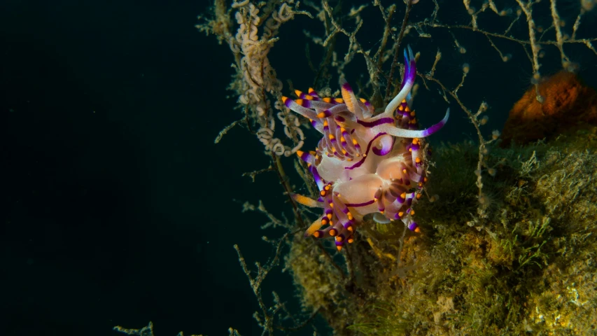 a purple and white sea anemone swimming on the ocean